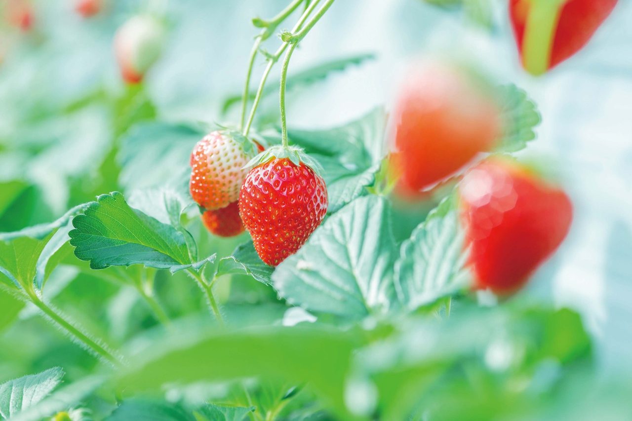 Kamisato Strawberry and Tomato Garden