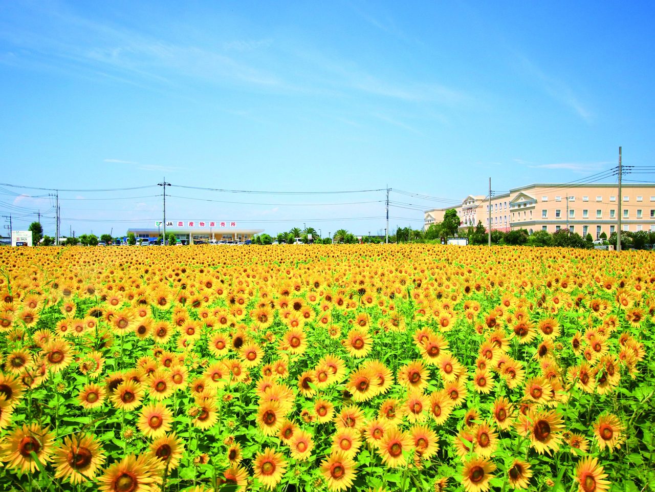 Kamisato Sunflower Field