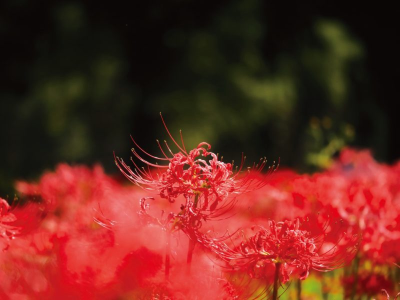 Karasu River Spider Lilies