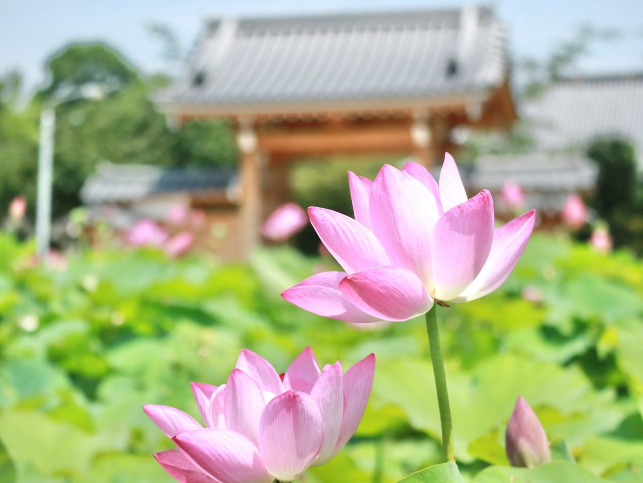 Ambassador Lotus at Fukusho-ji