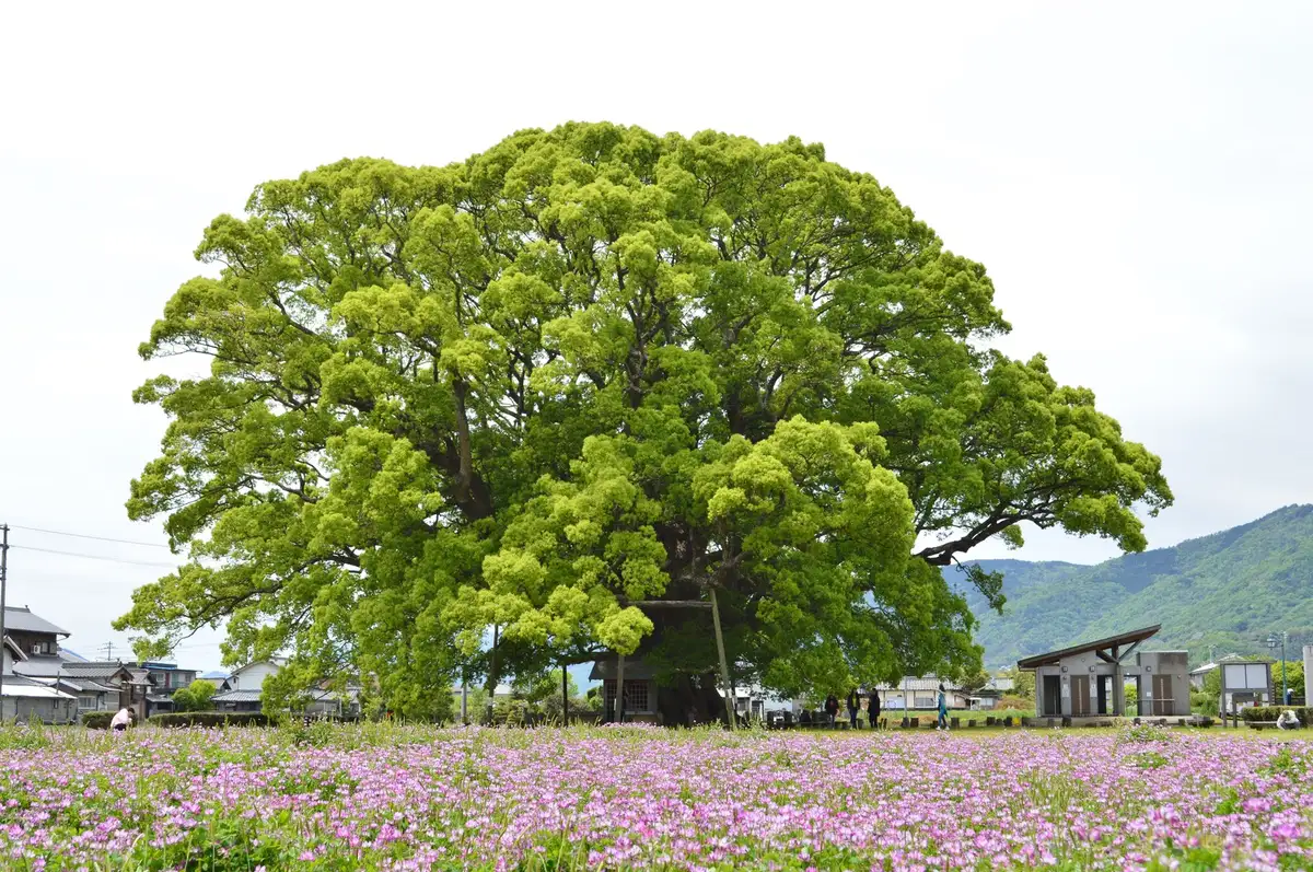 Kamo-no-Okusu camphor tree, Higashimiyoshi