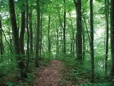 Fureaino Mori