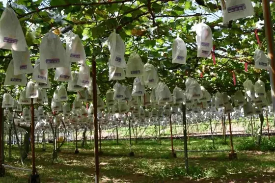 Kurohago Tourist Farm