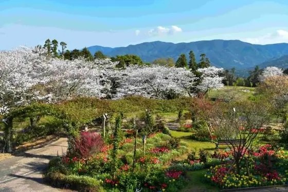 Kanoya Rose Garden