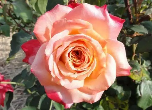 Rose Ring Kanoya