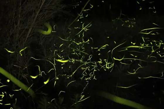 Hirabo Firefly Village