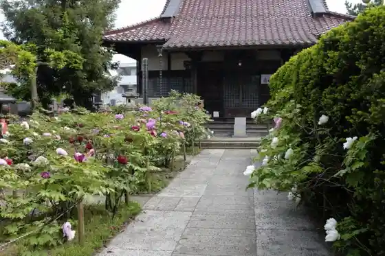 Seirinji Temple (Peonies)