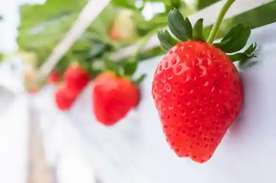 Berry's Fan