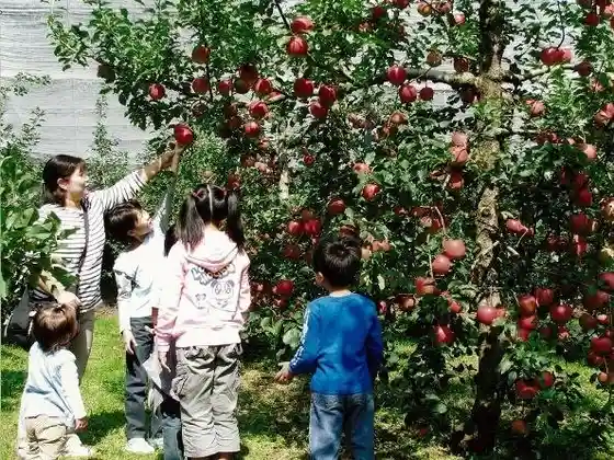 Watanabe Apple Orchard
