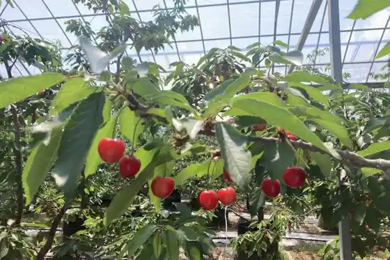 Kanuma Hizatsuki Fruit Plaza