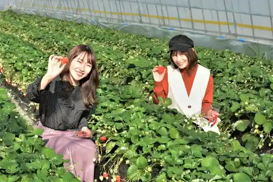 Deai no Mori Strawberry Farm