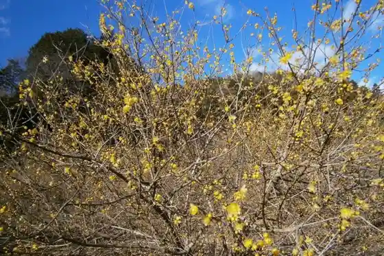 Kaminagano Wintersweet Village