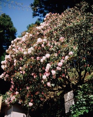 Jotoku-ji (Rhododendron Temple)