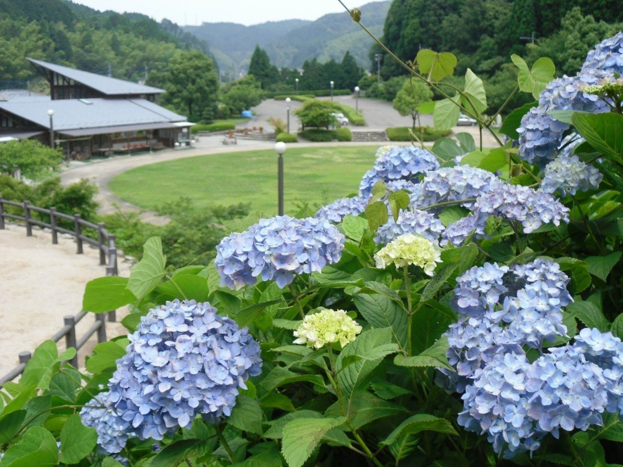 Mount Takatori Park & Shiraki Hydrangeas