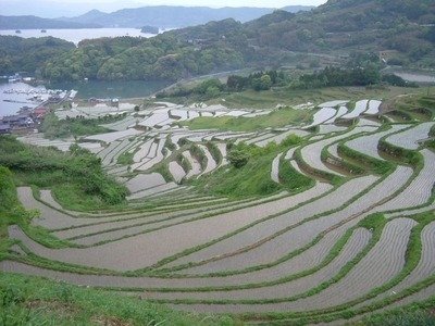 Oura Rice Terraces