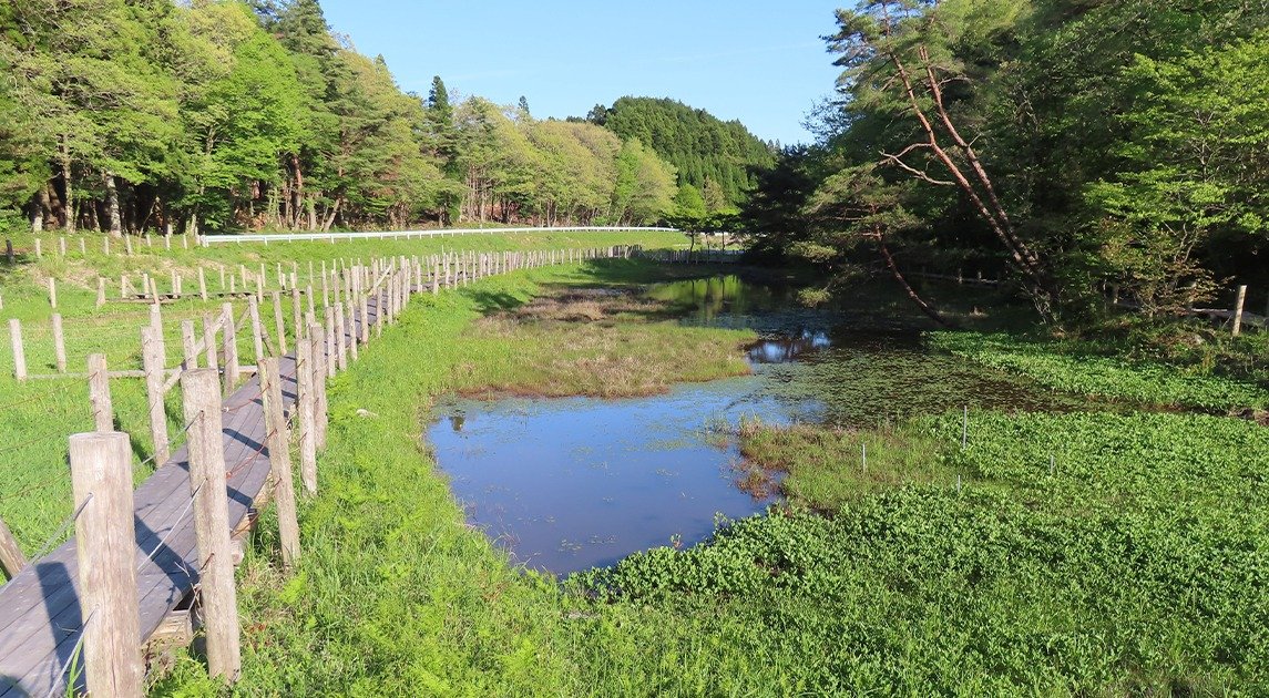 Kashibaru Wetlands