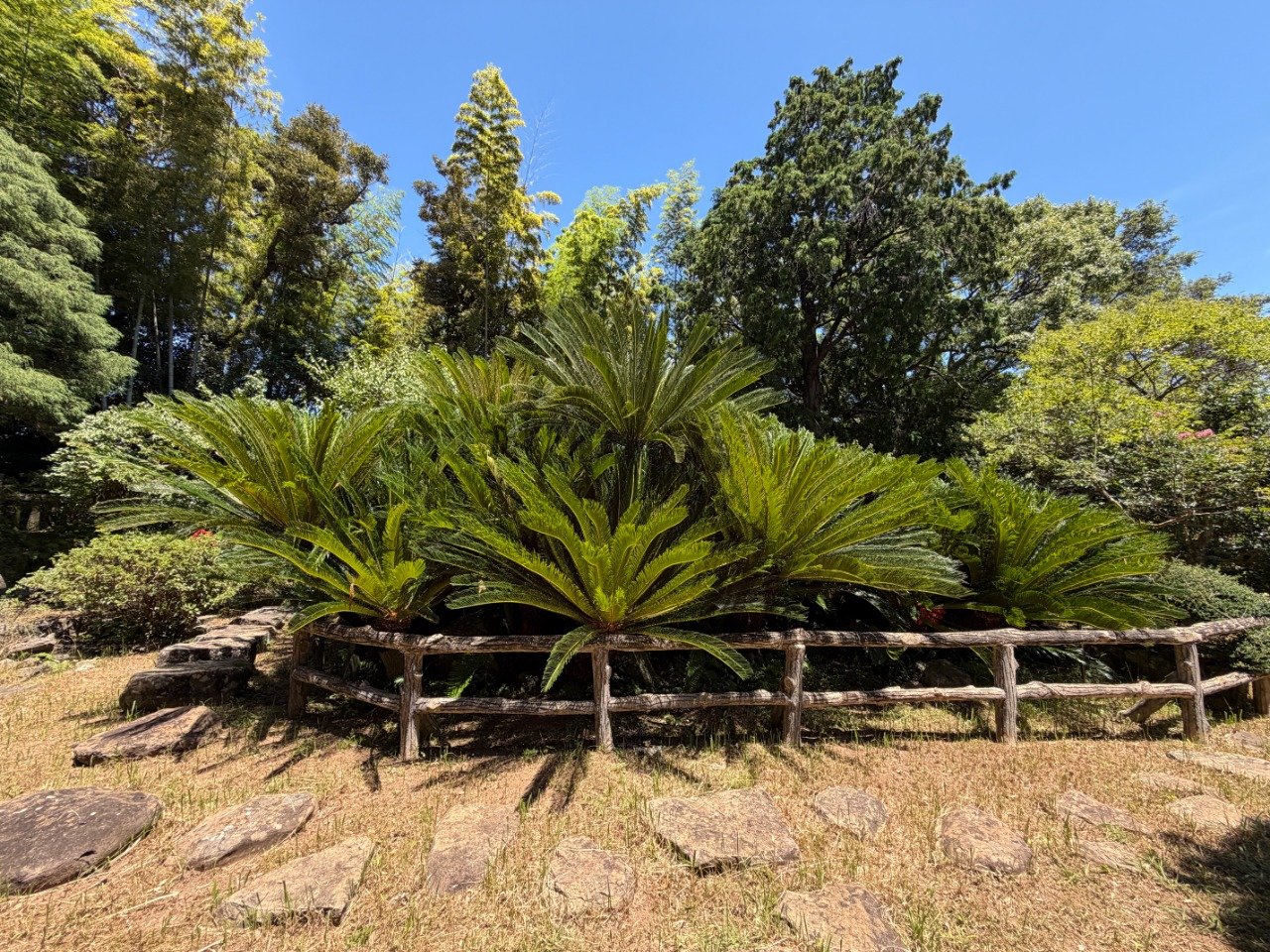 Kotaku-ji Cycad