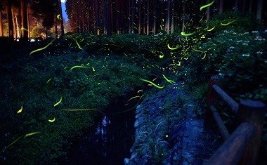 Koyo no Mori Park