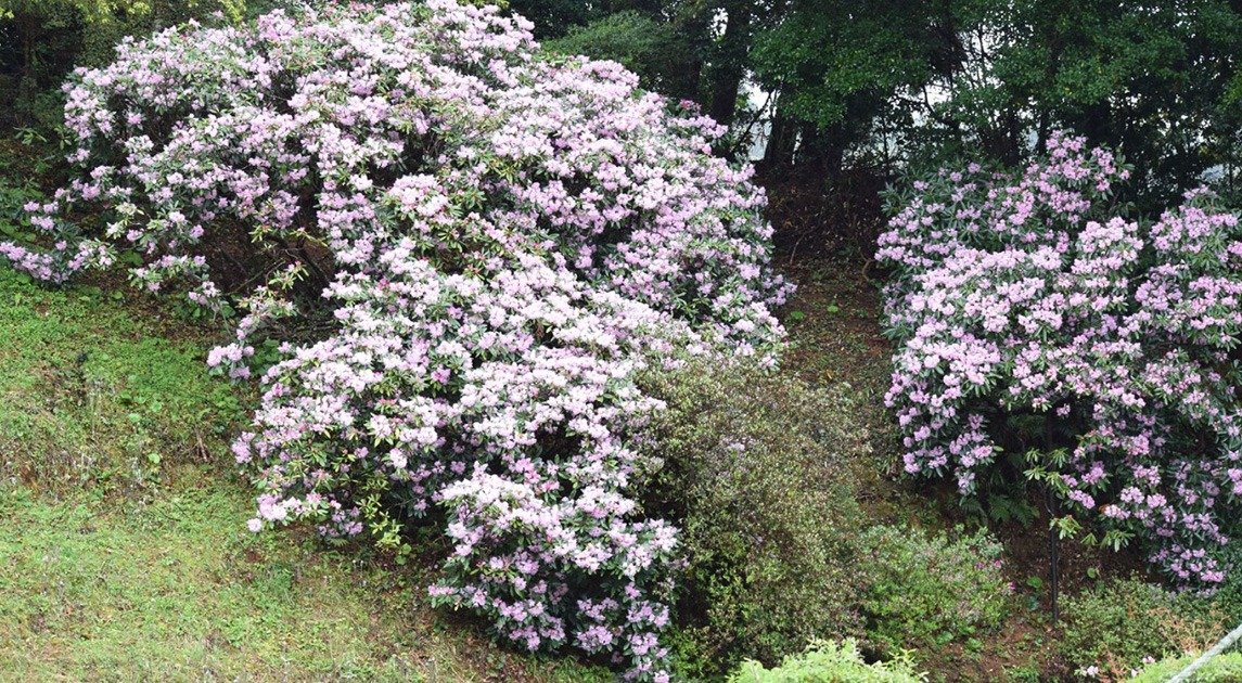 Great Rhododendron of Shiki