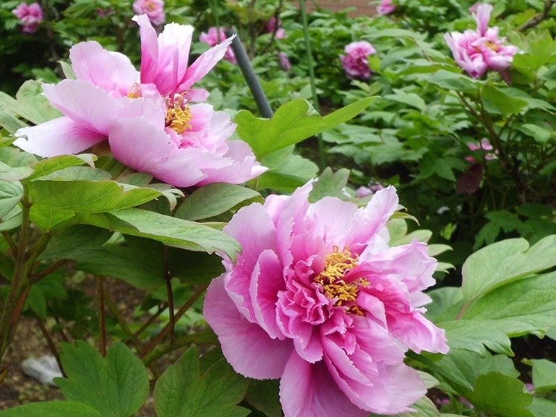 Kiriki Peonies