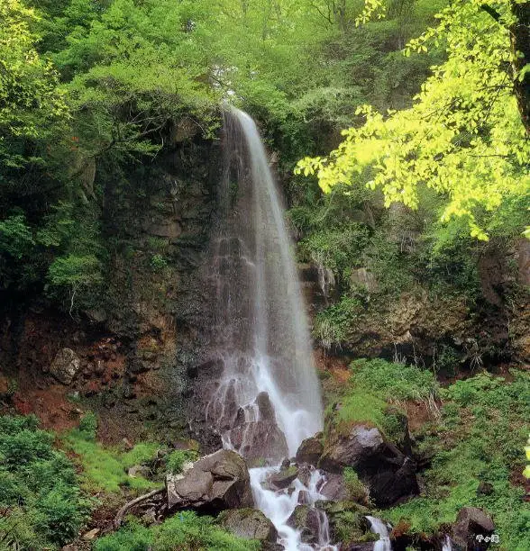 Sengataki Falls in a quiet valley near Karuizawa, reached by a gorge path through distinctive woodland.
