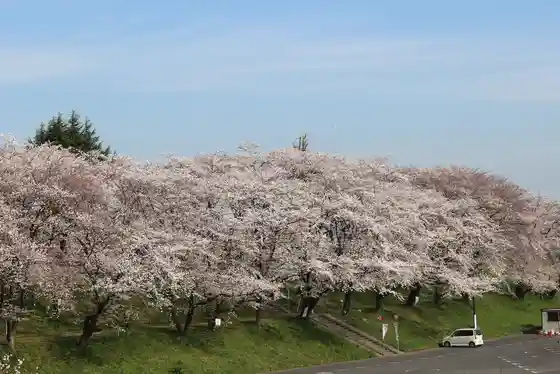 Kasamatsu Cherry Blossoms (Nara Tsu Embankment and Others)