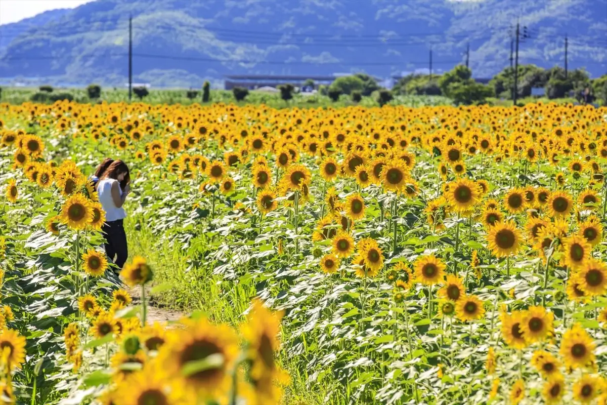 Kasaoka Bay reclamation flower fields