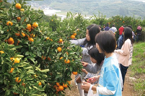 Kashima New Tourism Council (fruit picking)