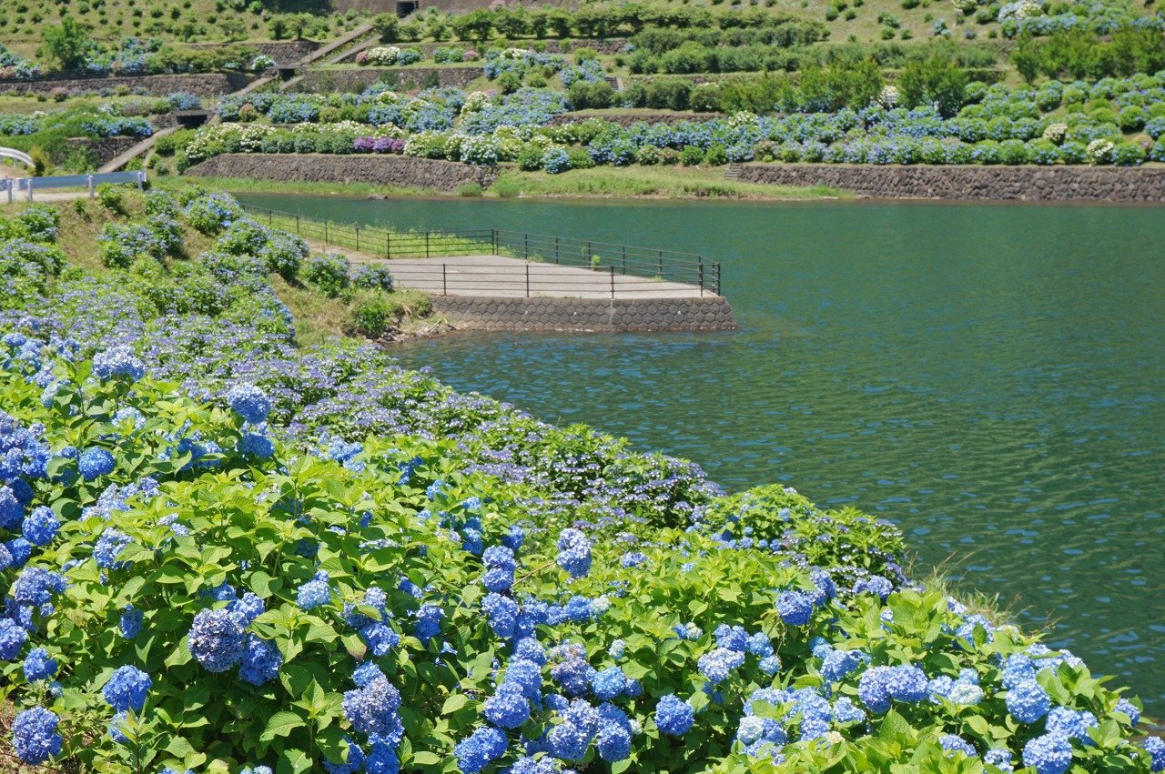 Hydrangea Garden (Nakakoba Dam Lakeside Park)