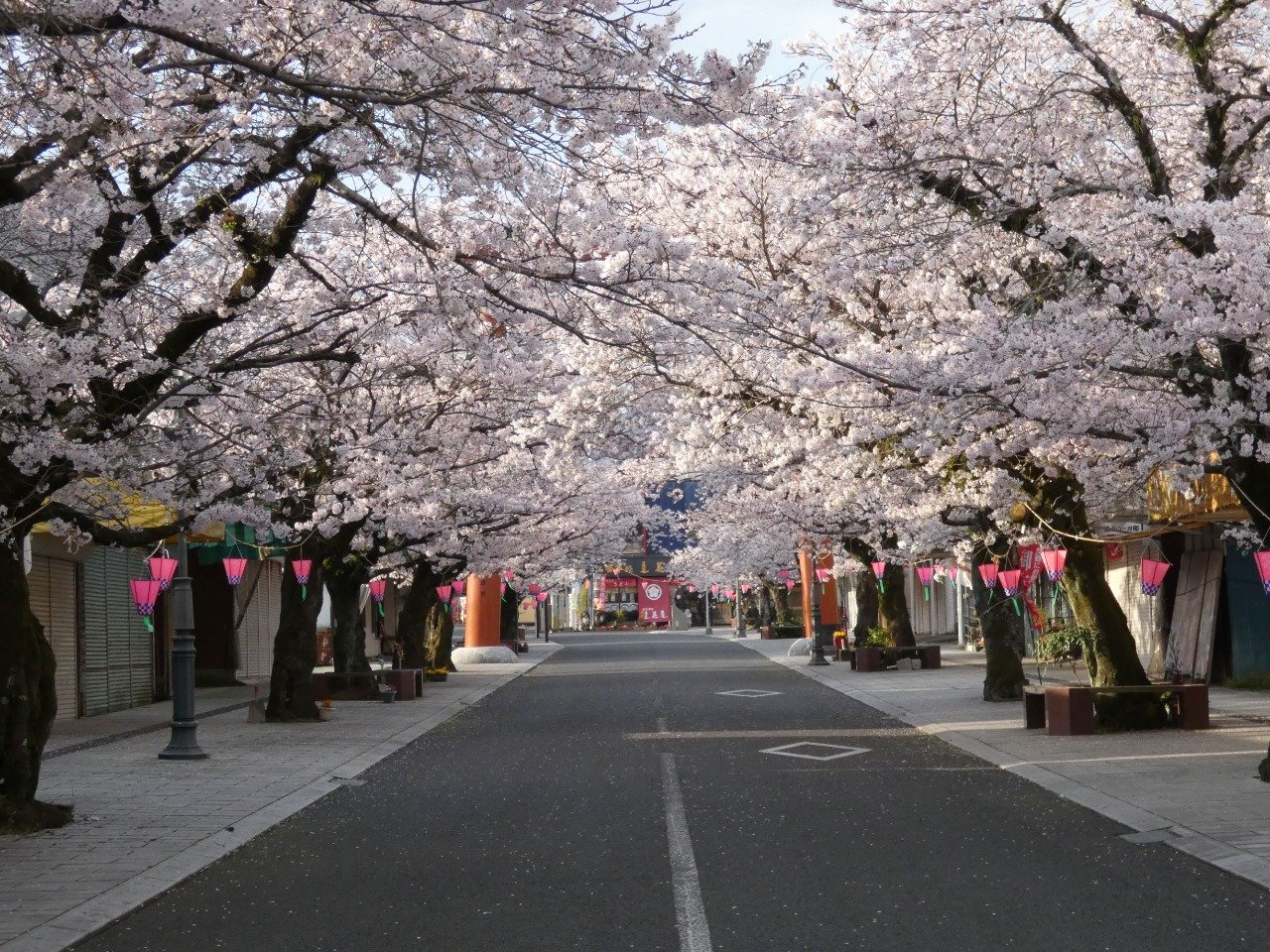 Yutoku Monzen Cherry Trees