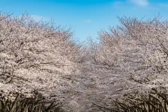 Prefectural Kashiwa no Ha Park