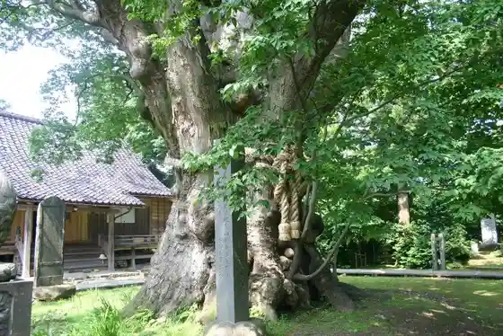 Ukawa Shrine no Oga Yaki