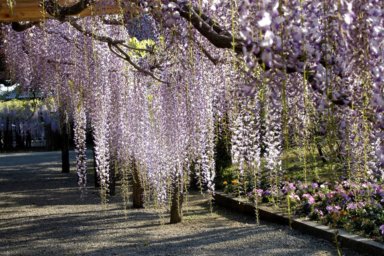 Ushijima Wisteria (Fuji Garden)