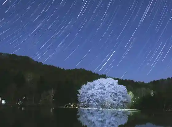 Hariyama Tenno Cherry Tree