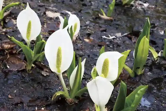 Oze National Park