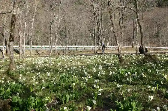 Oshimizu Asian Skunk Cabbage Colony