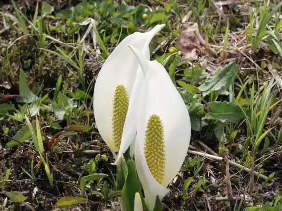 Katashina Asian Skunk Cabbage Forest