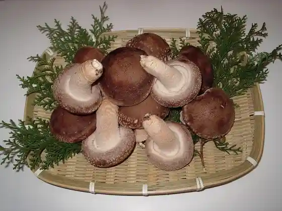 Shiitake Brothers