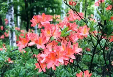 Renge Azalea