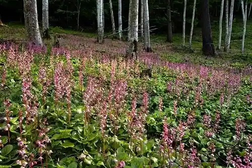 Keginodaira Red Pyrola
