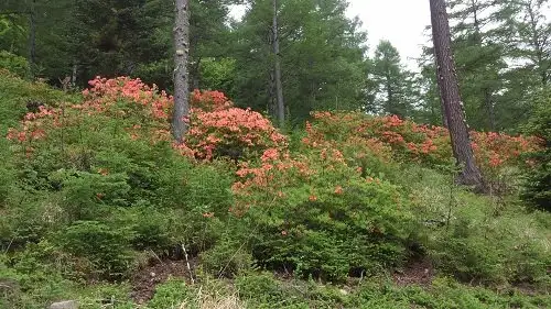Kegi Taira no Rengetsutsuji