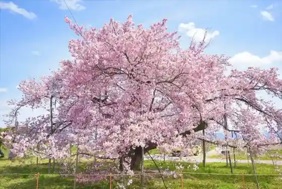 Ryuzosakura