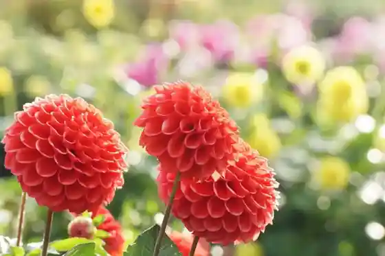 Kawanishi Dahlia Sono
