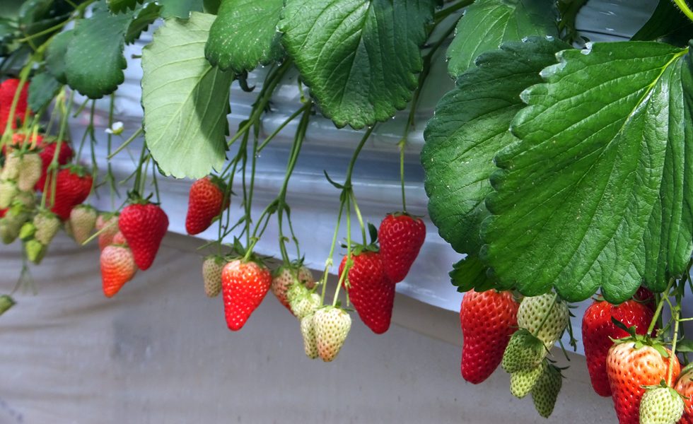Motoki Farm Strawberry Picking