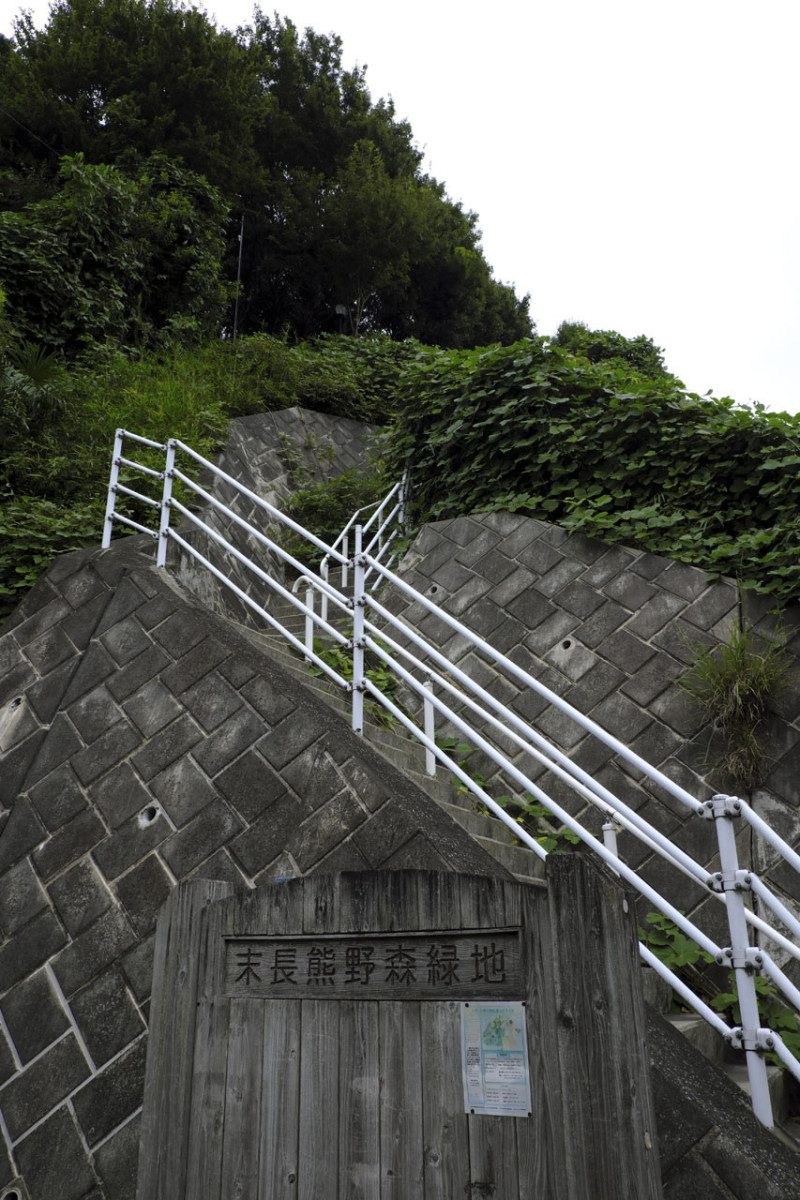 Suenaga Kumanomori Green Space (Edomi Cherry and Tarzan Tree)