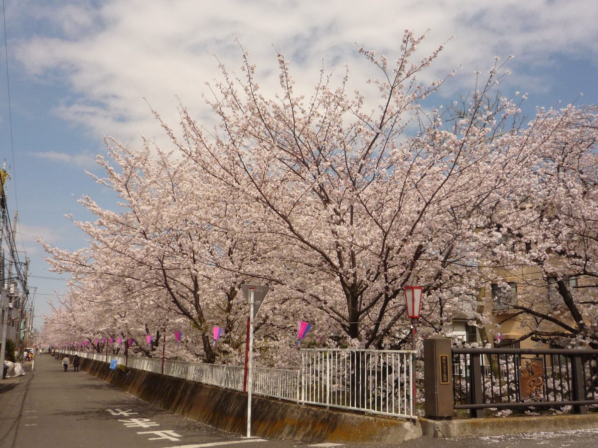 Sumiyoshi Cherry Blossoms