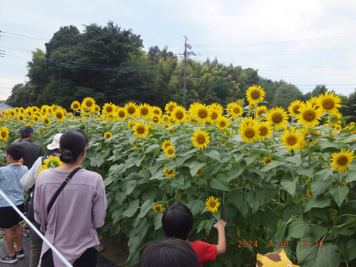 Kurokawa Sunflower Field Opening and Picking Experience
