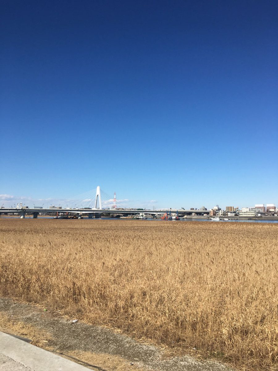 Estuary Tidal Flats and Embankment Cherry Blossoms