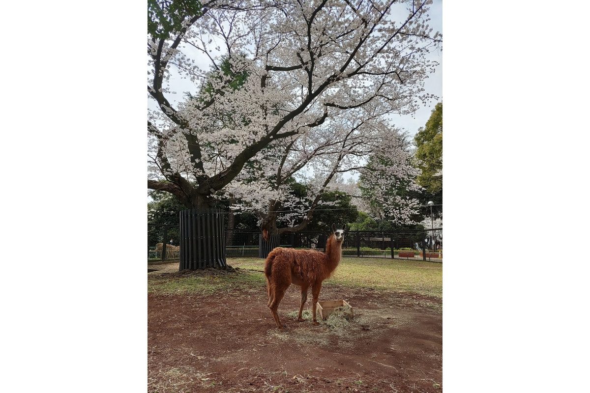 Yumemigasaki Animal Park