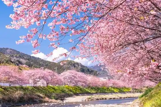 Kawazu Cherry Blossom Avenue